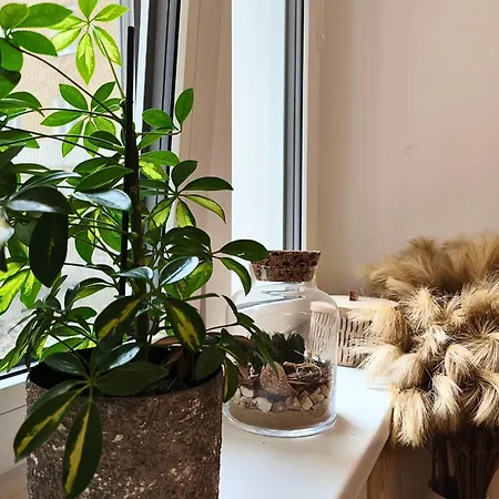 Cozyhome Lux Bratislava